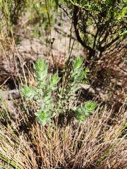 Xiphotheca lanceolata