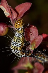 Androloma disparata