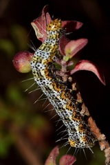 Androloma disparata