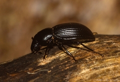 Hydissus feronioides