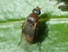 Phorinae
