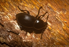 Hydissus feronioides