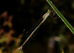 Chalcolestes parvidens
