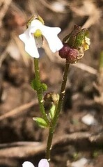 Stylidium calcaratum