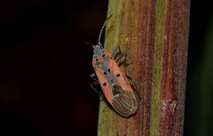 Lygaeus creticus