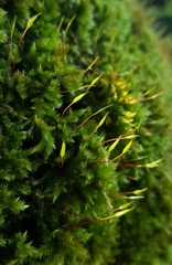 Homalothecium sericeum