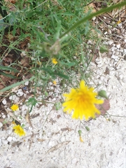 Sonchus tenerrimus