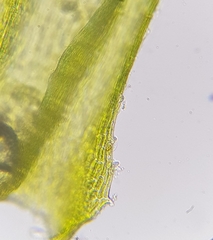 Homalothecium sericeum