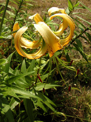 Lilium henryi