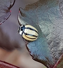 Cheilomenes propinqua