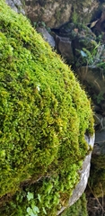 Homalothecium sericeum
