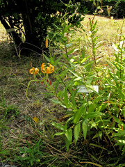 Lilium henryi