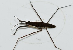 Aquarius ventralis