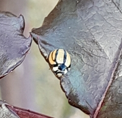 Cheilomenes propinqua