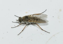 Thereva unica
