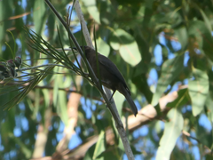 Myzomela obscura