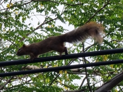 Callosciurus finlaysonii