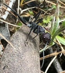 Camponotus suffusus