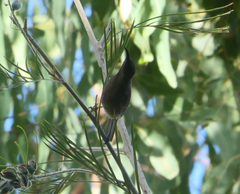 Myzomela obscura