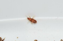 Anthocoridae
