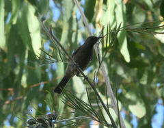 Myzomela obscura