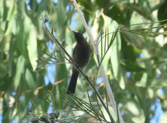 Myzomela obscura