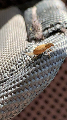 Sitona lineatus