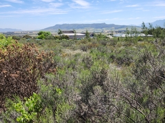 Dicerothamnus rhinocerotis