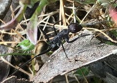 Camponotus suffusus