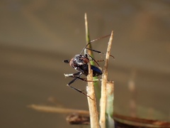 Myrmophyma