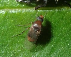 Phorinae