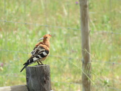 Upupa epops africana