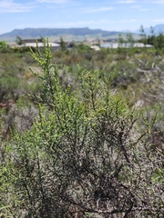Dicerothamnus rhinocerotis