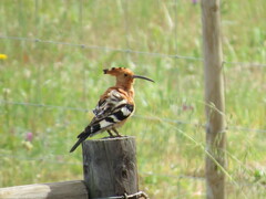 Upupa epops africana