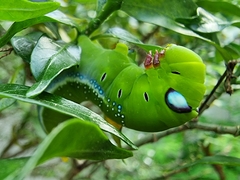 Daphnis nerii