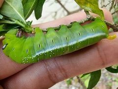 Daphnis nerii