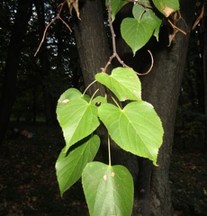 Tilia taquetii