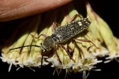 Ochraethes sulphurifer