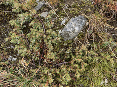 Juniperus communis