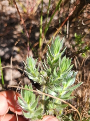 Xiphotheca lanceolata