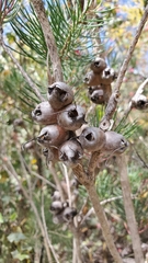 Melaleuca rupestris