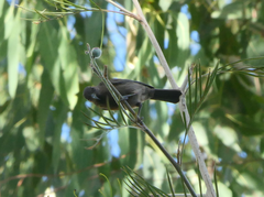 Myzomela obscura