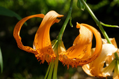 Lilium henryi