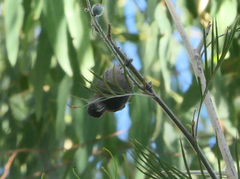 Myzomela obscura