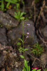 Diastatea micrantha