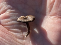 Entoloma serrulatum