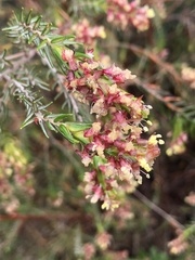 Passerina falcifolia