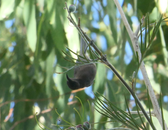 Myzomela obscura