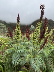 Melianthus major
