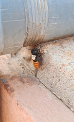 Megachilini
